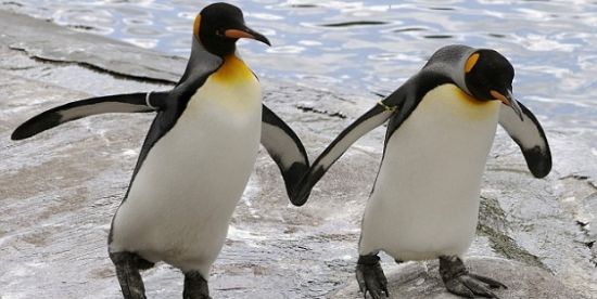 Haber | Ecinsel penguenler, heteroseksel iftin yumurtalarn ald