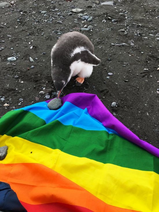 Haber | Antarktika Dnyann lk LGBT Dostu Ktas lan Edildi